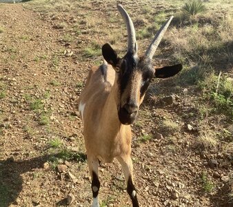 You may encounter alpine goats along the trail.  Despite their impressive horns, they are very friendly!