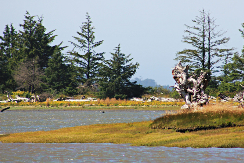 Bay view with weathered driftwood tree stump.