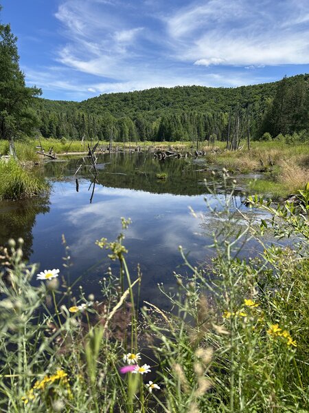 Small unnamed pond little over 1mile into the loop from the Overlook Trailhead heading counter clockwise.