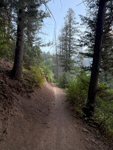 One of the more forested trails in the area.