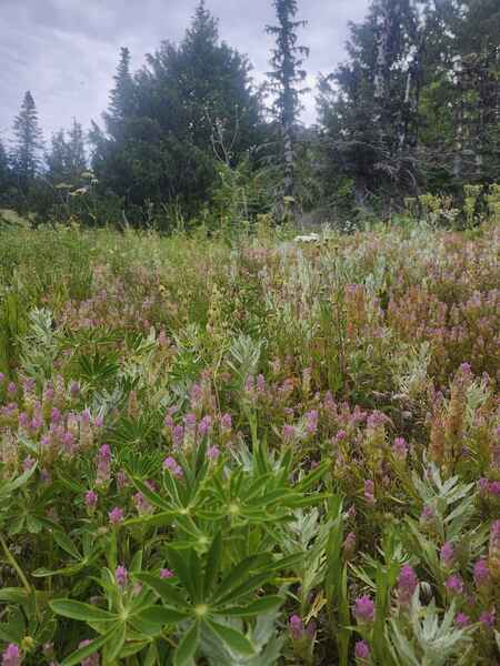 Some lovely blooms from Cone Peak meadow!