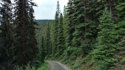 Elk Pass Trail winds gently through the beautiful conifer forest and mountains.