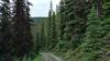 Elk Pass Trail winds gently through the beautiful conifer forest and mountains.