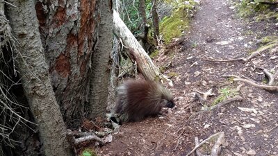 Cute porcupine on the trail next to Upper Elk Lake.
