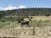 Working ranch nearby