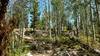 Very pretty, thinning woods, as Scab Creek Trail climbs.