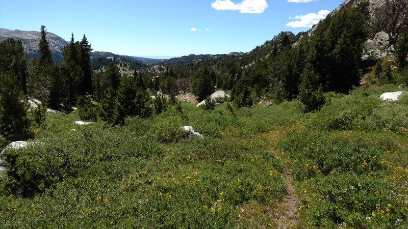 A lot of willows along sections of Bewmark Lake Trail.