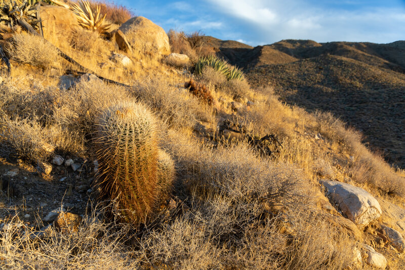 Barrel cactus along the Pacific Crest Trail.