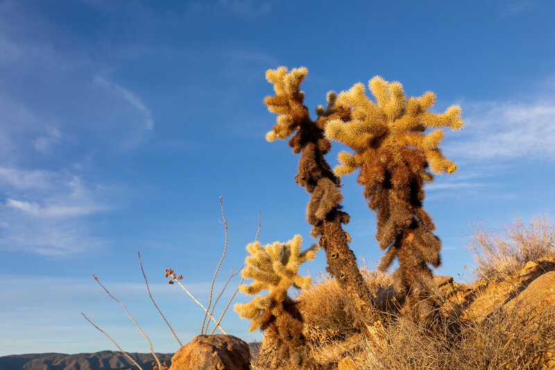 Teddy bear cholla