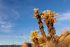 Teddy bear cholla