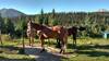 Pack horses. This is serious horse packing country.