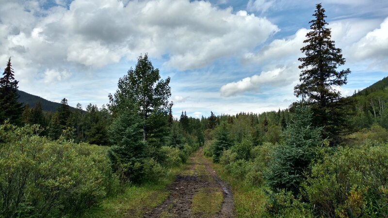 The surrounding hills come into view as the trail climbs and the forest thins.