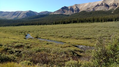 Rock Creek below, in its expansive meadows of willows.