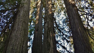 The "Quadruplets" - four, huge, old growth cedars standing together, reach for the sky.