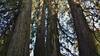 The "Quadruplets" - four, huge, old growth cedars standing together, reach for the sky.