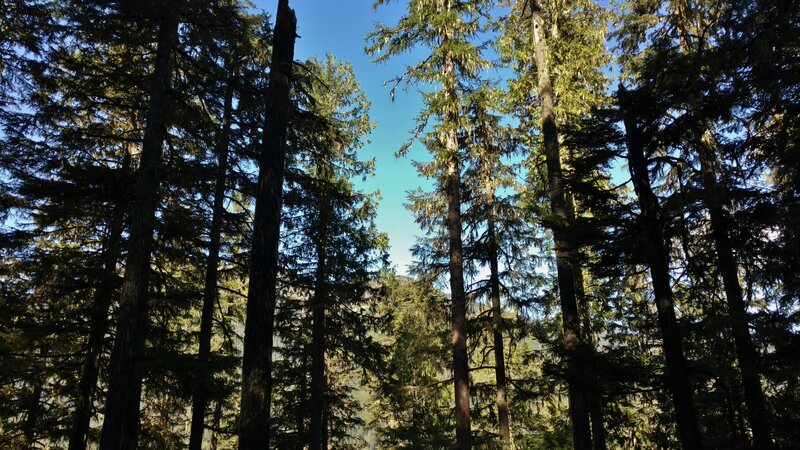 The Shedroof Divide on the far side of the Upper Priest River, is seen through the dense forest canopy of the tall, stately cedars, from high on the trail.