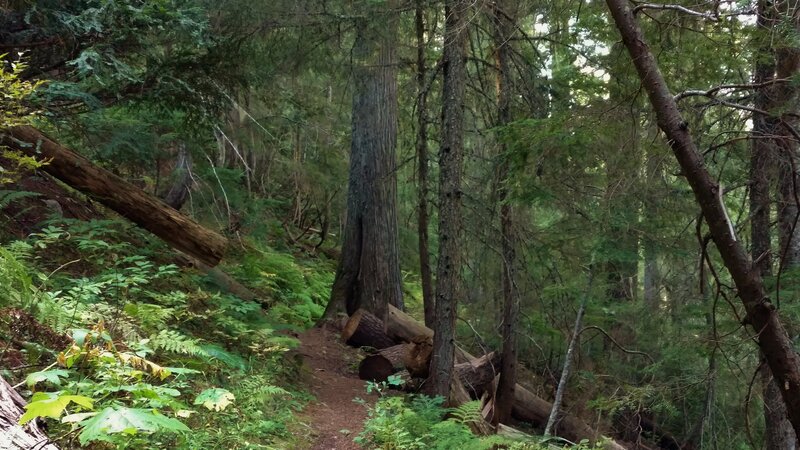 The trail winds its way through the giant cedars, hemlocks, ferns, and other dense vegetation.