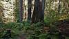 Lush ferns and giant, old growth cedars in the Upper Priest River valley.