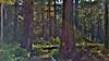Trail crew member dwarfed by the size of the old growth cedars in the Upper Priest River valley.