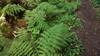 Maidenhair ferns and other types of ferns abound in the temporate rainforest of the Upper Priest River valley.