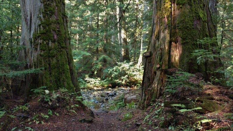 Rock creek crossing ahead, after we pass these two beautiful, big old cedars.