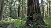 Upper Priest River Trail runs through the pretty old growth forest of big cedars, hemlocks, ferns, and more lush vegetation, on a sunny September day.