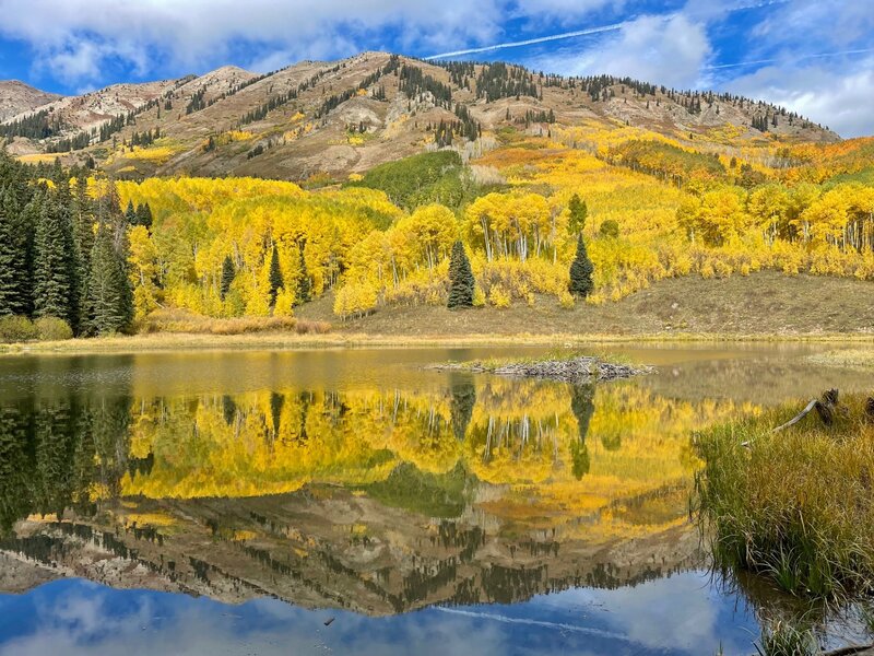 Beaver Ponds