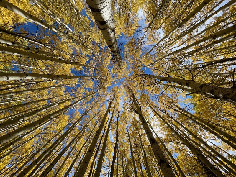Aspen
