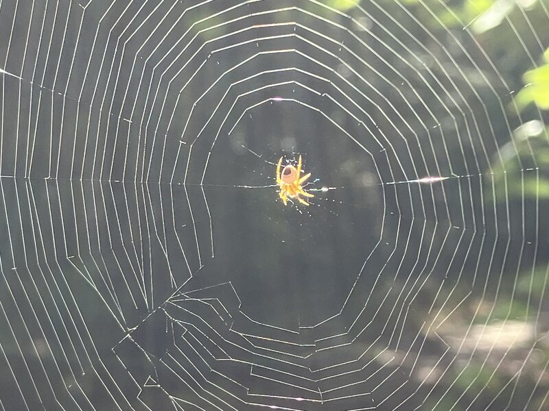 Tiny orb-weaver, spinning its web.