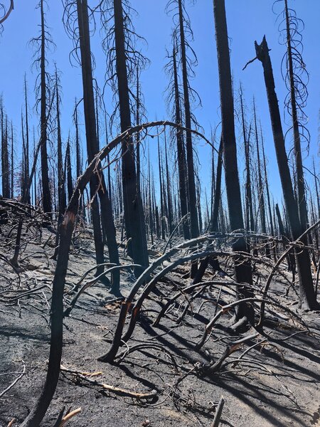 Burn scar at near FS-21 at the beginning of the hike - volunteer work has helped restore the trail and make it visible again but the exposure and ash is still harsh.