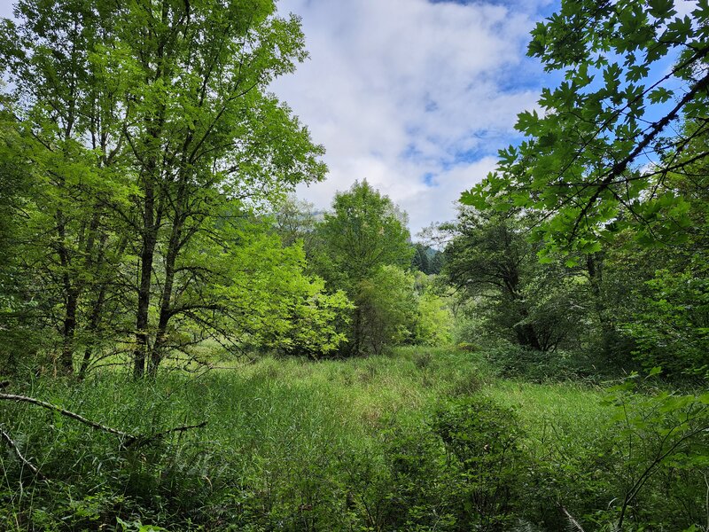 Carpenter meadow near the beginning of the trail.