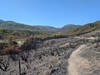 A burn scar from the 2025 Lake Fire.