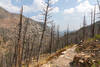 Descending from Fern Lake towards Big Thompson River.