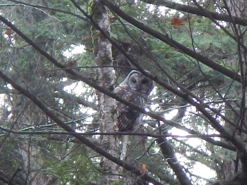 Barred Owl