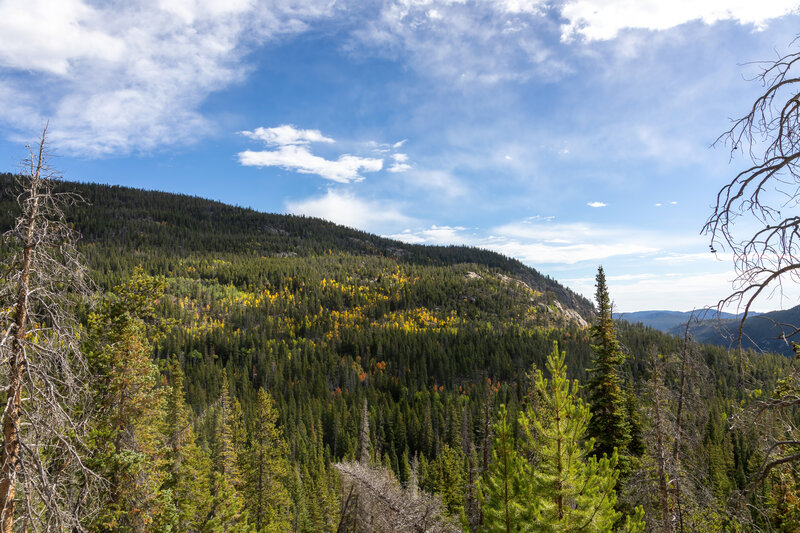 Yellow aspen on the hillside north.