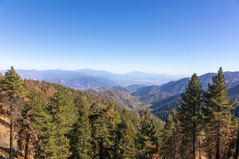 Finally in pine forest looking back east.