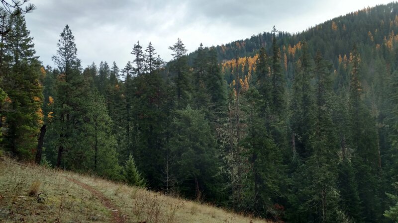 Great view of a heavily forested nearby ridge in mid November, as Trail #257 South traverses a rare open area.