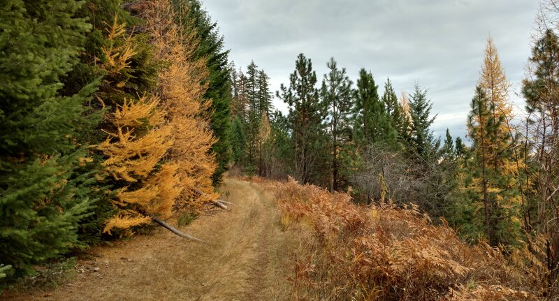 High on East FSR 453 (closed) the hiking is good - great views of the mountains and the pretty larches of mid Novemeber that stand out amongst the dark green conifers.