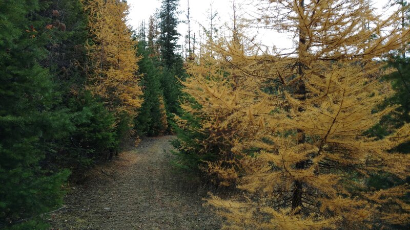 The forest closes in here. Dark green conifers and bright yellow larches with their soft needles, soon to be dropped as the snows begin to fall.