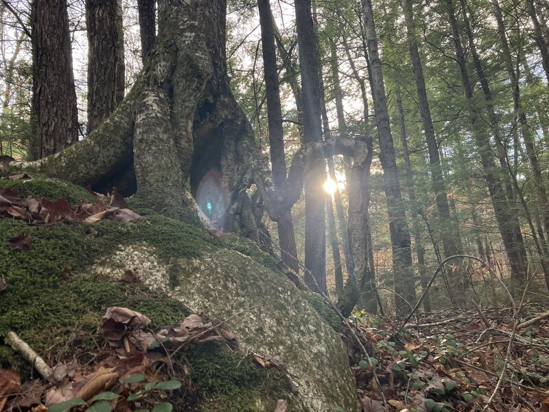 Sunlight through Birch roots.