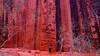 Namaste Climbing Wall, South Fork Taylor Creek