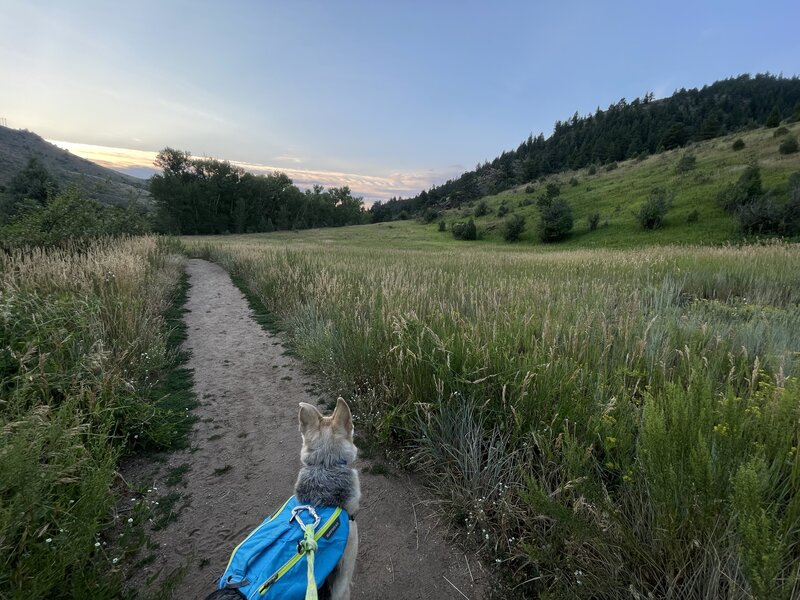 Back down in the valley close to where the trail links back up with Bear Creek Trail.