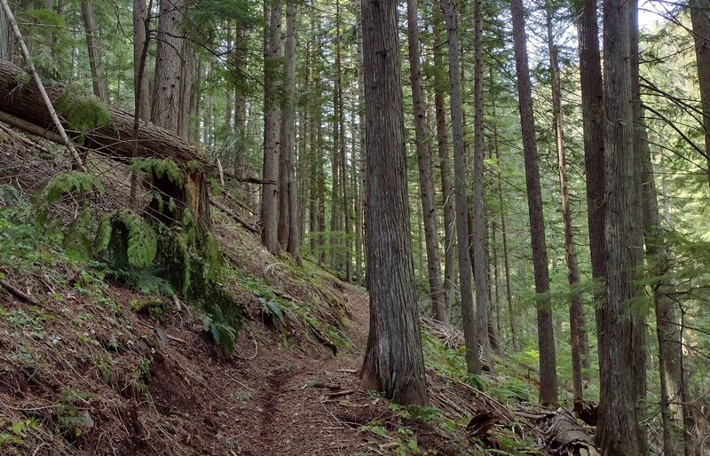 Beautiful cedar forest along the switchbacks climbing up out of the deep Steep Creek Valley on Quartz View Trail.