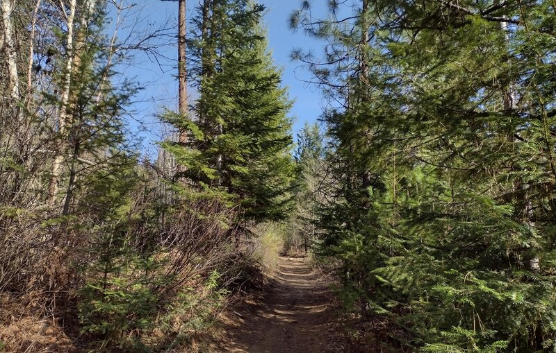 Heading out, near the trailhead, the beautiful, mixed conifer forest rolls out the welcome mat on a sunny March morning. Enjoy!