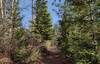 Heading out, near the trailhead, the beautiful, mixed conifer forest rolls out the welcome mat on a sunny March morning. Enjoy!