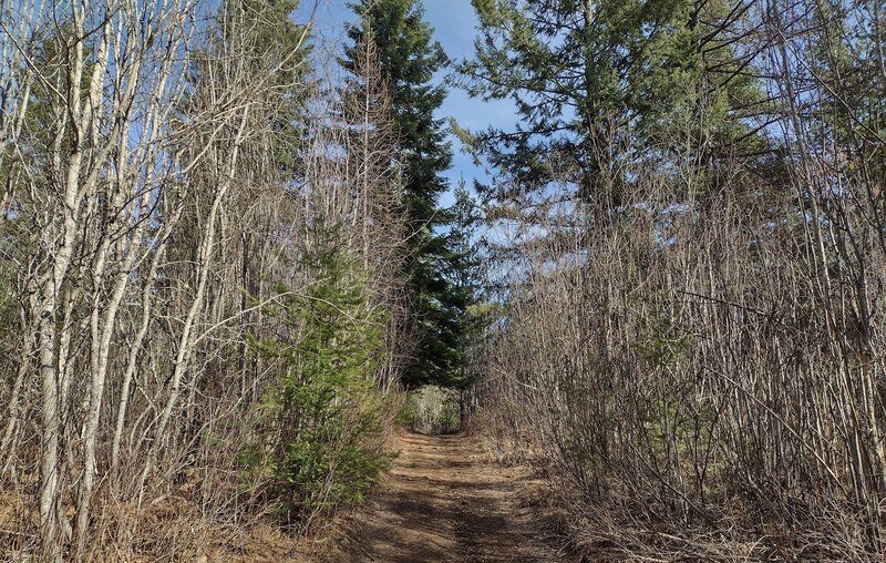 Early March, no leaves yet, but very welcome sunshine, blue skies, and evergreens, along this pretty trail corridor.