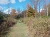 Mix of prairie wildflowers and forest.