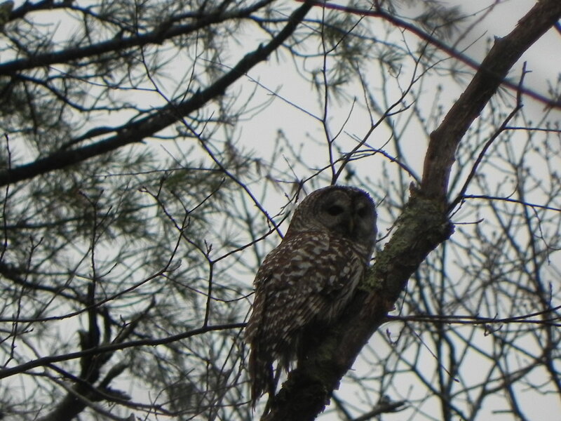 Barred Owl.