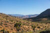 Joshua trees south of Mayan Peak.