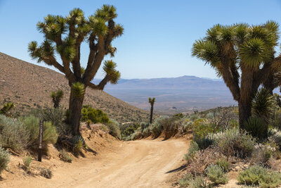 Joshua trees framing SC47 with views towards the Mojave Desert.